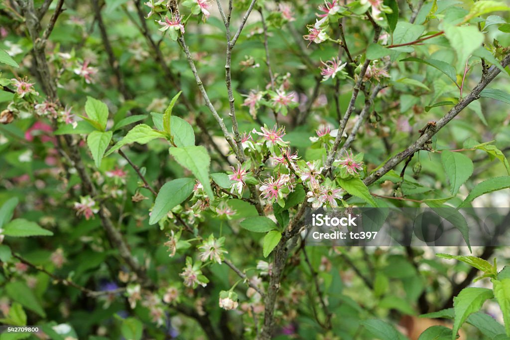 Prunus japonica - Cerasus japonica（Thunb.）Lois Bud Stock Photo