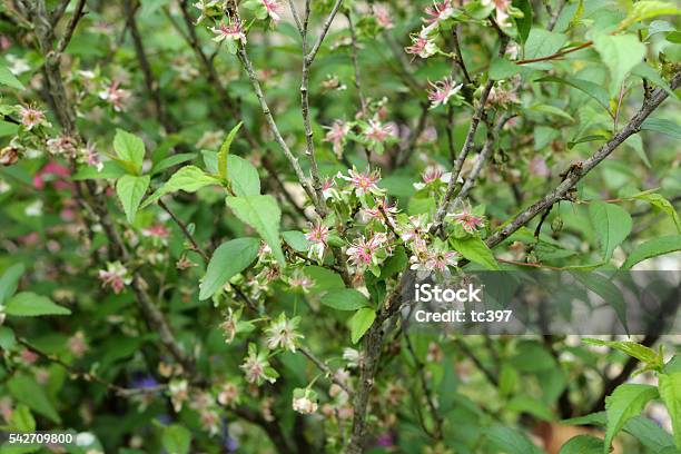 Prunus Japonica Cerasus Japonicathunblois Stock Photo - Download Image Now - Bud, Camellia, Cherry