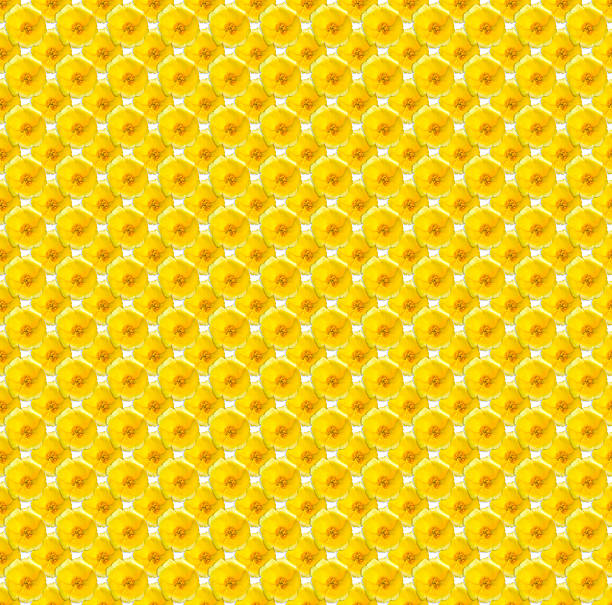flower of yellow Purslane seamless pattern for background