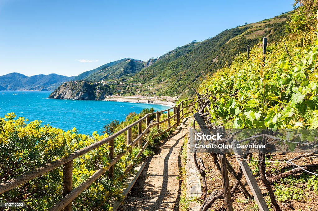 Path in vineyards, beautiful view of the sea Path in vineyards, beautiful view of the sea and mountains. Cinque Terre national park, Liguria, Italy Cinque Terre Stock Photo