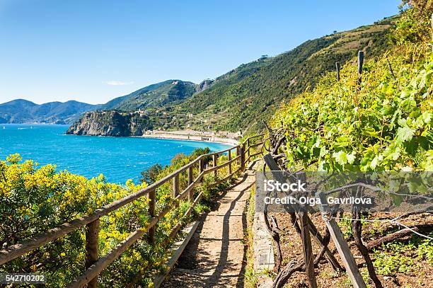Path In Vineyards Beautiful View Of The Sea Stock Photo - Download Image Now - Cinque Terre, Liguria, National Park