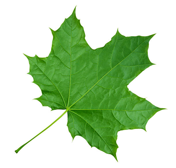 Maple Leaf isolated - Green Green Maple Leaf isolated on white background. Clipping path included. maple leaf stock pictures, royalty-free photos & images