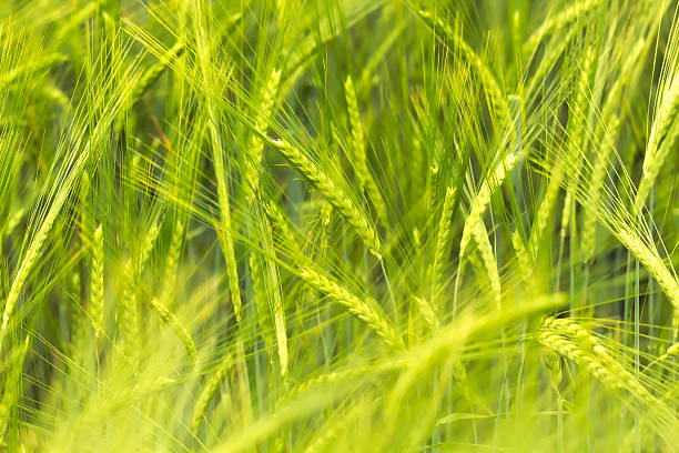 istock Fresh green wheat - summer time is here 542710422