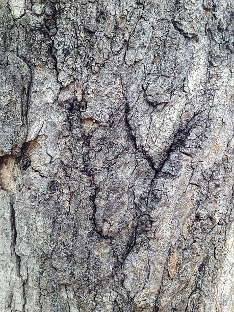 istock Texture of the bark of tamarind tree background. 542711054