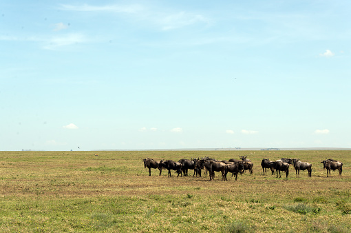 herd of wildebeest in serengeti national park, tanzania
