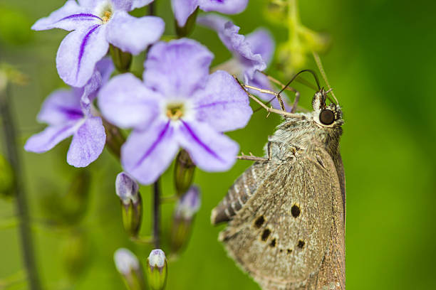 istock borbo cinnara (Hesperiidae) Butterfly 0n flower 542711350