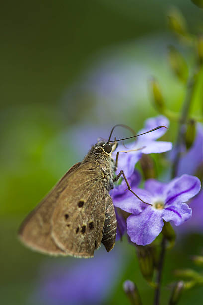 istock borbo cinnara (Hesperiidae) Butterfly 0n flower 542711500