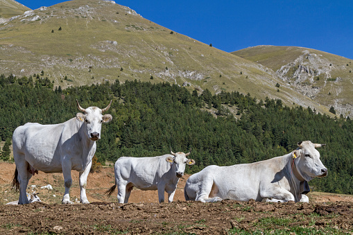 During the summer, countless cattle and horses grazing on the plateau of Campo Imperatore