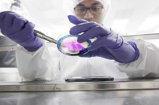 Scientist working in a clean room for cell culture and cloning cells
