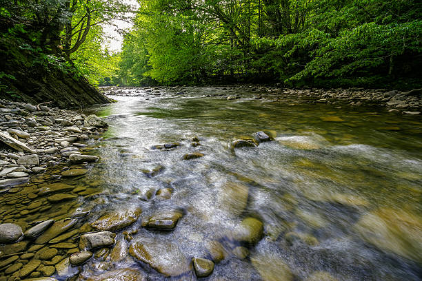 istock river with stones on shores anmong the forest 542712450