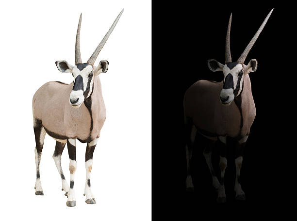 istock oryx or gemsbok in dark background 542712718