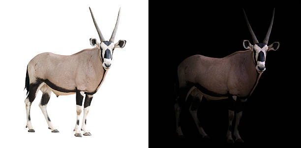 istock oryx or gemsbok in dark background 542712734