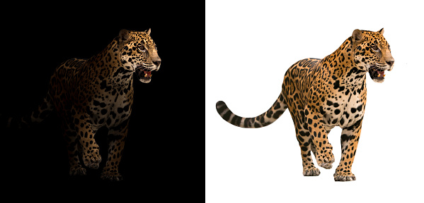 jaguar on black background and jaguar on white background