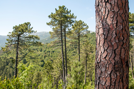 a Corsican landscape with its lariccio pines and in the foreground the bark of a trunk