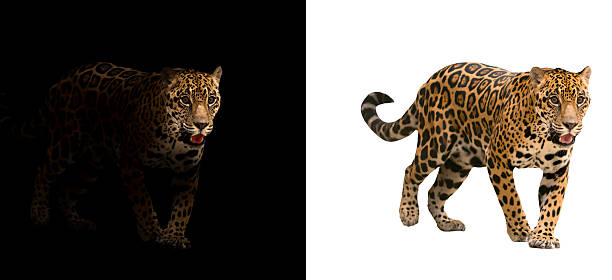 istock jaguar on black and white background 542712804
