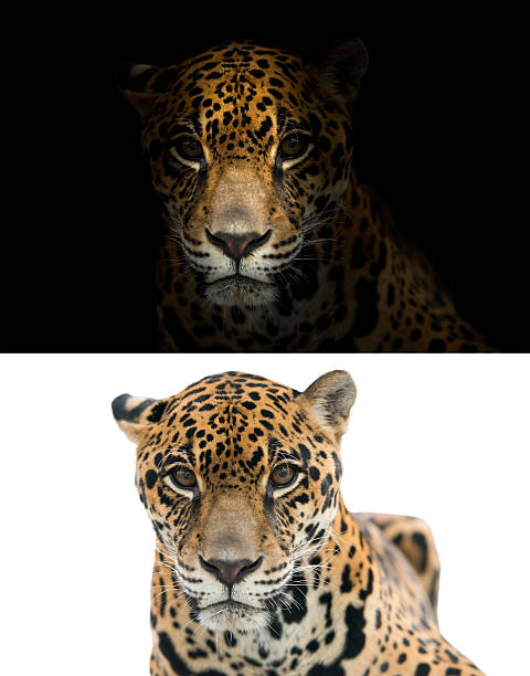 istock jaguar on black and white background 542712916
