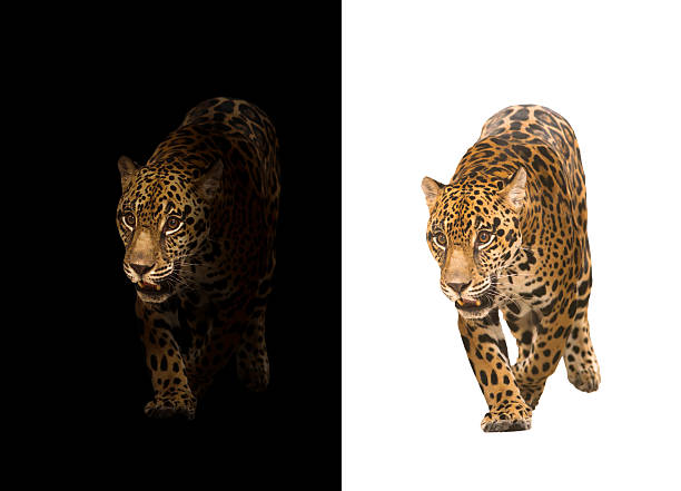 istock jaguar on black and white background 542713058