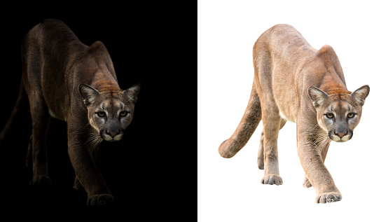 Puma On Black And White Background Stock Photo - Download Image Now - Mountain  Lion, Animals Hunting, Lion - Feline - iStock
