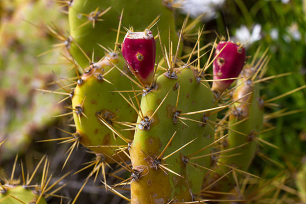 Flowers and fruits of prickly pear cactus Opuncia vulgaris Wild bushes cactus Opuntia ficus-indica sabra . Fruits of prickly pear cactus opuntia vulgaris stock pictures, royalty-free photos & images