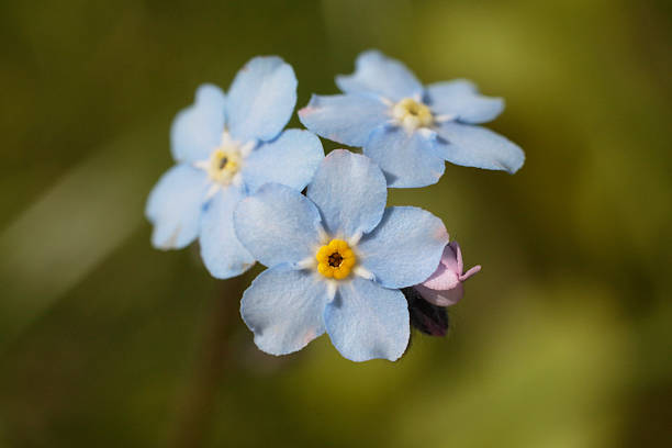 istock Sky blue wood forget-me-not Myosotis sylvatica wildflower macro 542713558
