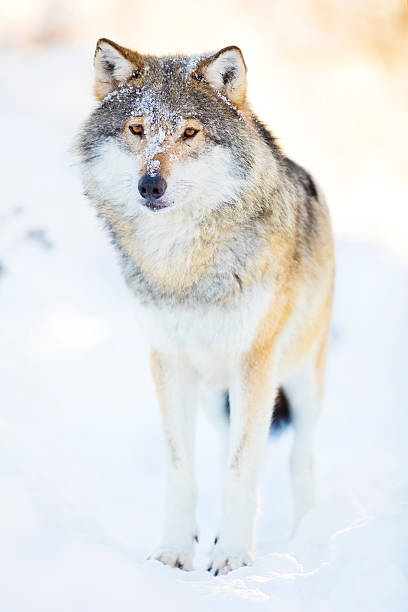 istock Wolf stands in beautiful winter landscape 542713584