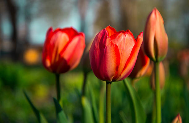 istock orange tulip in field 542714942