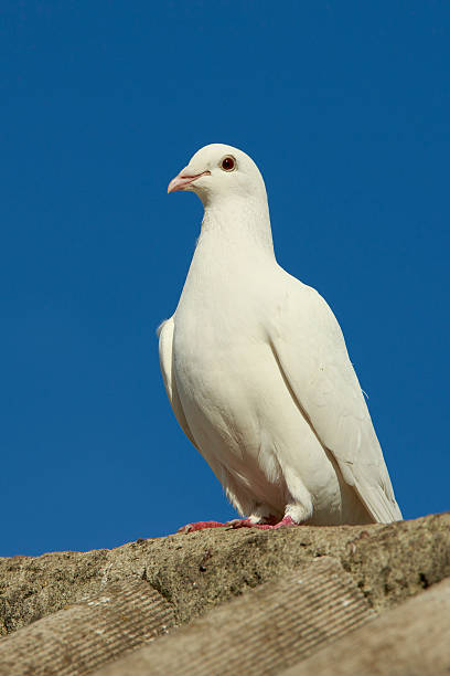 White Dove of Peace