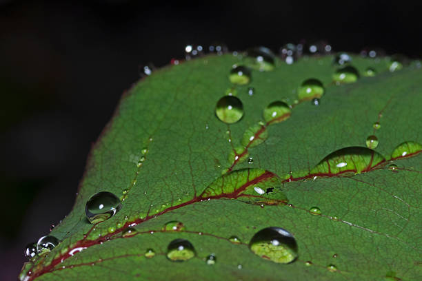 feuille de plante imbibée de pluie, regennasses rosenblatt - water surface emotional stress shape nature photos et images de collection