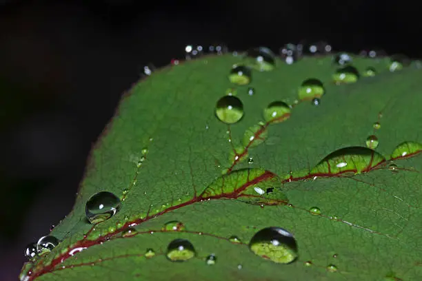 Outdoor close up photography of a rain soaked plant leaf.