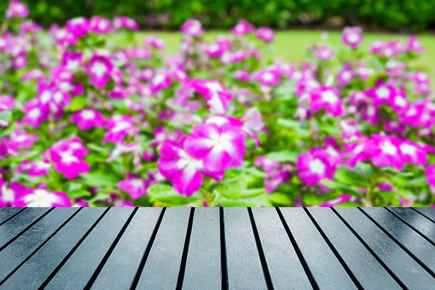 istock Wood table top on blurred flower bush pink white bloom 542717392