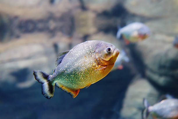 Piranha Piranha aquarium predatory fish. Live throughout the Amazon river and in the rivers of Africa. Has razor sharp teeth and ferocious nature. silver piranha fish stock pictures, royalty-free photos & images