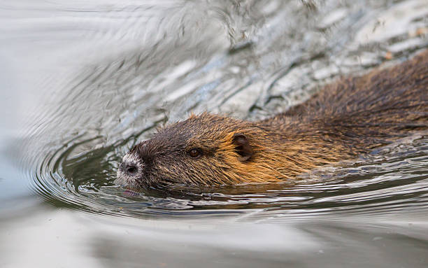 istock Myocastor coypus, single mammal 542717818