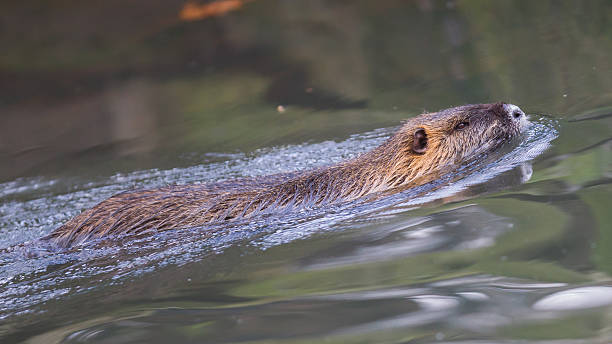 istock Myocastor coypus, single mammal 542717836