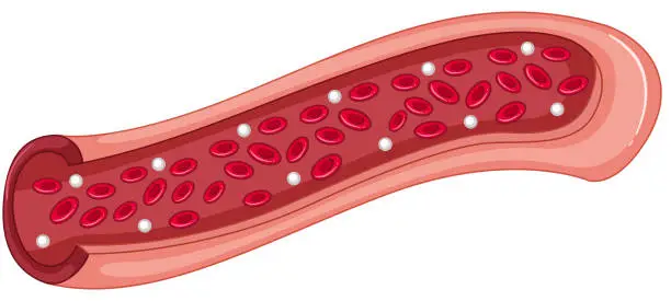 Vector illustration of Red blood cells in the vein
