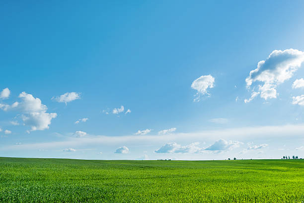 istock Countryside field natural background. Green grass and blue sky. 542718922