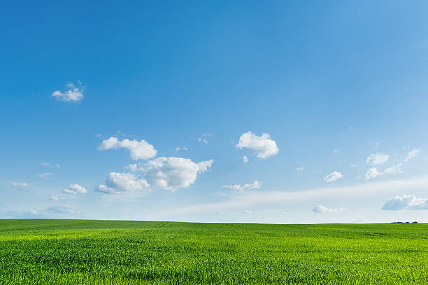 istock Countryside field natural background. Green grass and blue sky. 542719032