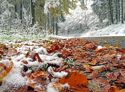 Forest road after the first snow in the autumn 