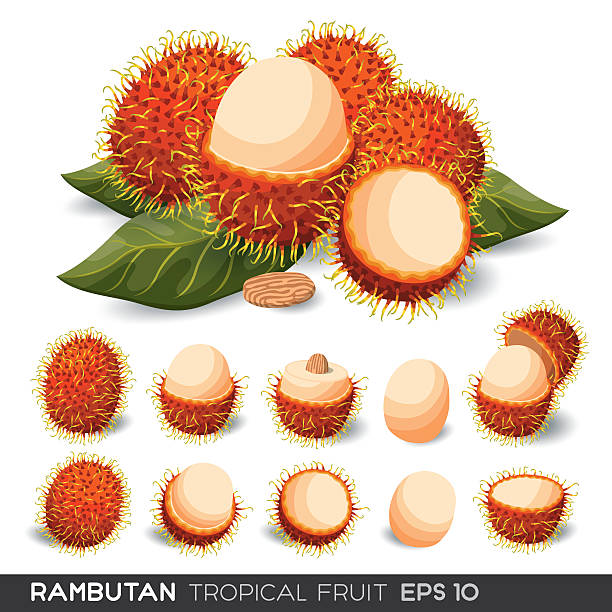 illustrazioni stock, clip art, cartoni animati e icone di tendenza di rambutan fruit vector isolato - rambutan