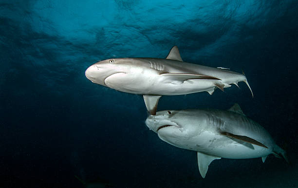 istock Caribbean reef shark and Tiger shark 542722804