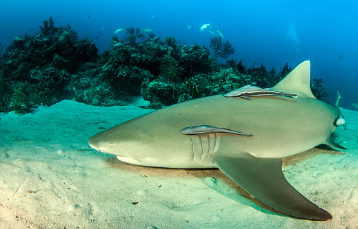 Picture shows a lemon shark during a scuba dive