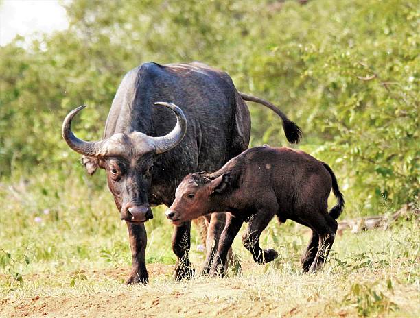 istock Cape Buffalo - Cow and Calf 542724730
