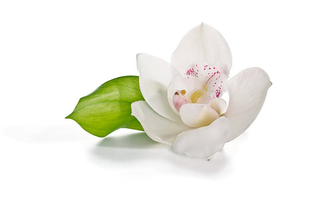 weiße orchidee  - orchidee stock-fotos und bilder