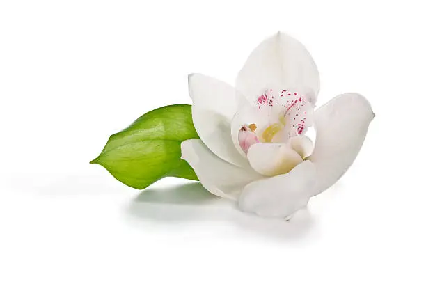 Flower white orchid and green leaf isolated on white background
