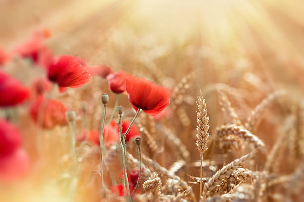 пшеничное поле и красные цветы мака, освещенные солнечными лучами - poppy field стоковые фото и изображения