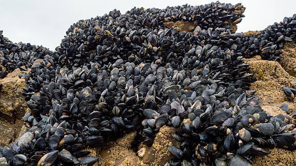istock Fresh mussel growing on rocks 542728284
