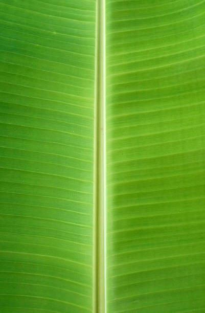 istock Close up the banana leaves 542728508