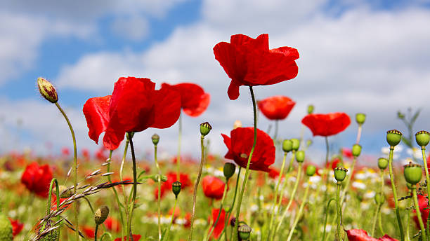 istock Poppies on blue sky background. 542728988