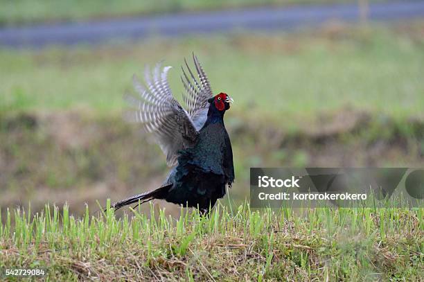 Pheasant Stock Photo - Download Image Now - Animal, Bird, Horizontal