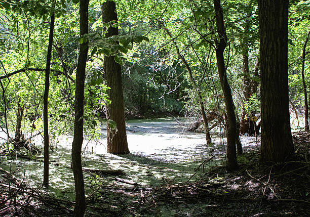istock Bald Trees reflecting swamp on a warm summer day 542791234