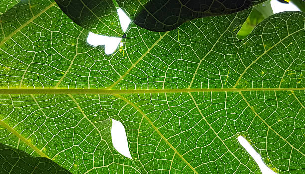 istock closeup papaya green leaf texture 542791254